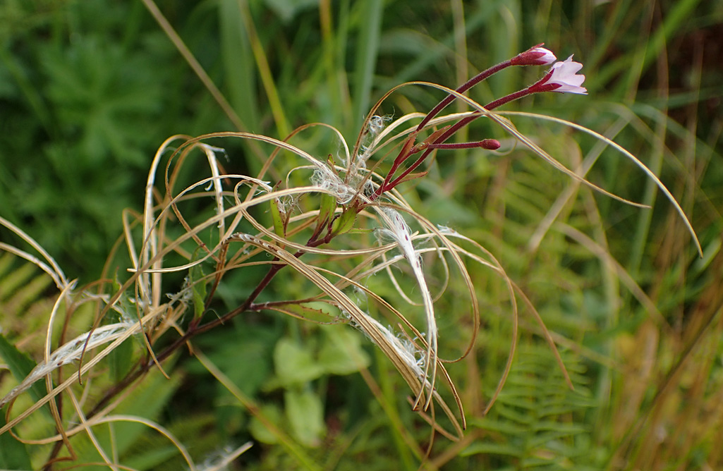 Image of Epilobium adenocaulon specimen.