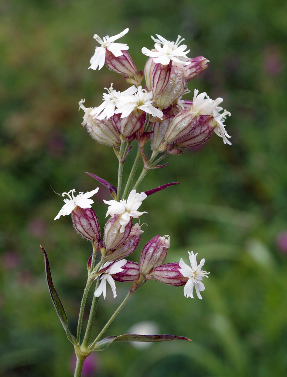 Image of Silene amoena specimen.