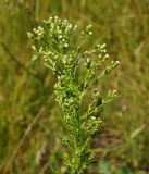 Conyza canadensis