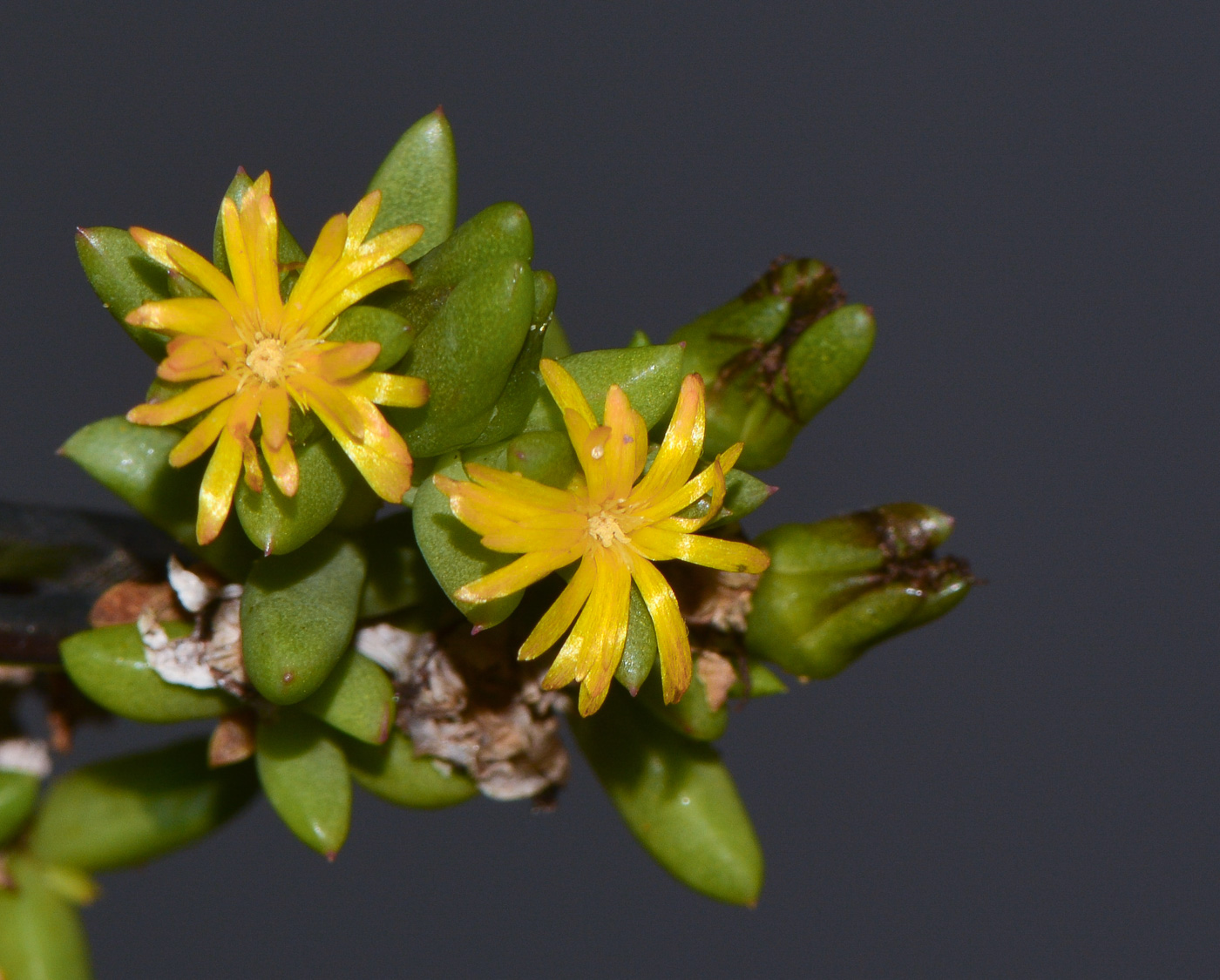 Image of Delosperma luteum specimen.