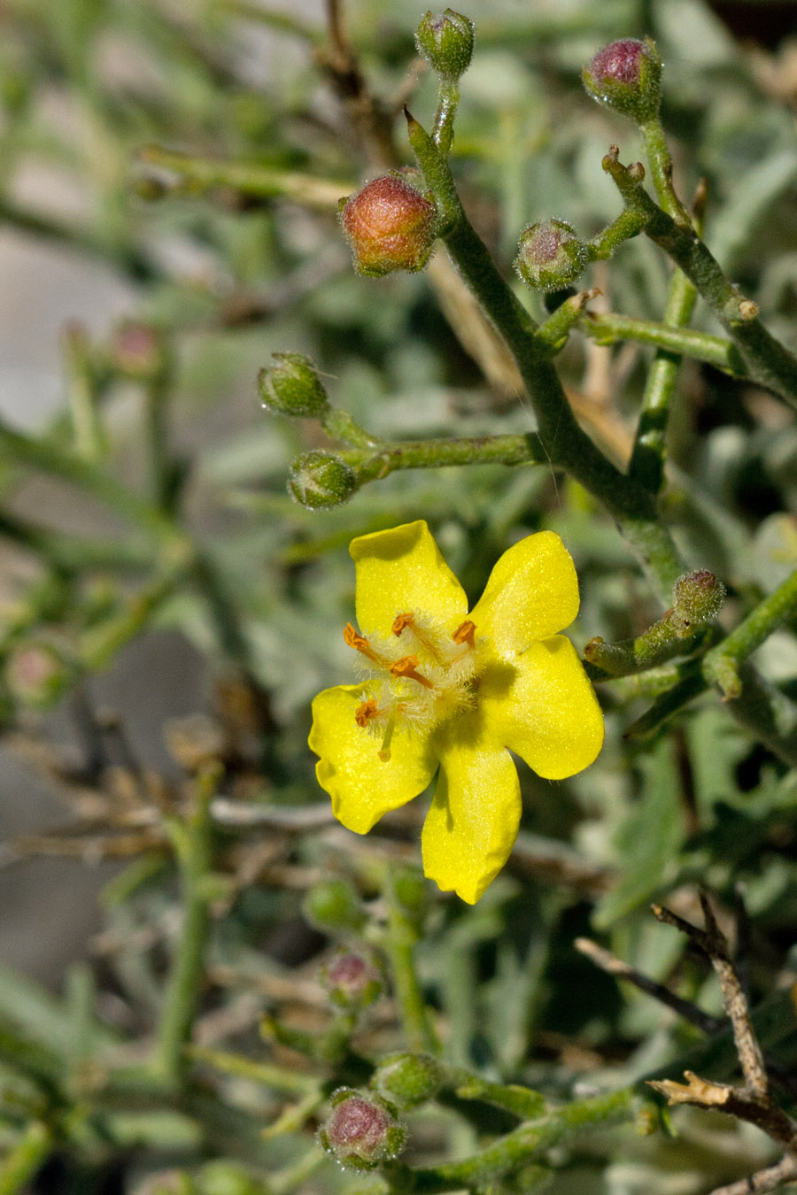 Изображение особи Verbascum spinosum.