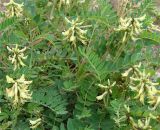 Astragalus schelichowii. Цветущее растение. Якутия, г. Нерюнгри. 28.06.2008.