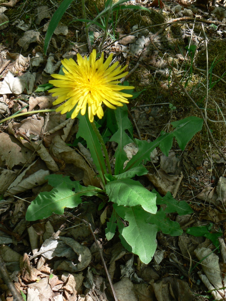 Image of Taraxacum ussuriense specimen.