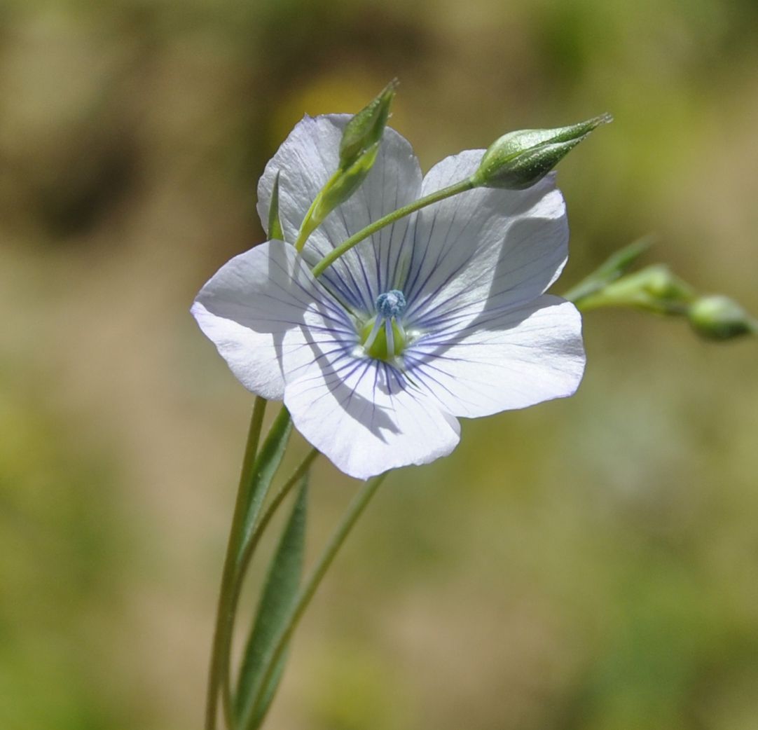 Image of Linum tenuifolium specimen.