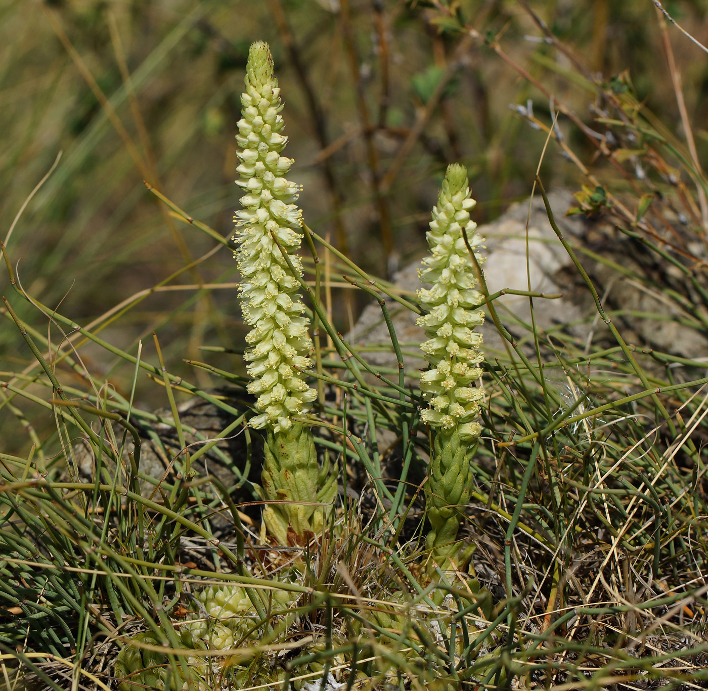 Изображение особи Orostachys spinosa.