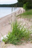 genus Calamagrostis. Цветущее растение. Карелия, Заонежье, песчаный пляж. 25.07.2017.