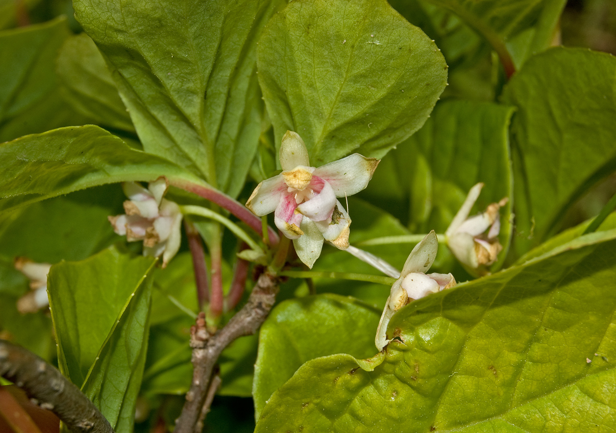 Изображение особи Schisandra chinensis.