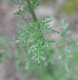 Scrophularia rutifolia. Лист. Грузия, Боржоми-Харагаульский национальный парк, лес. 24.05.2018.