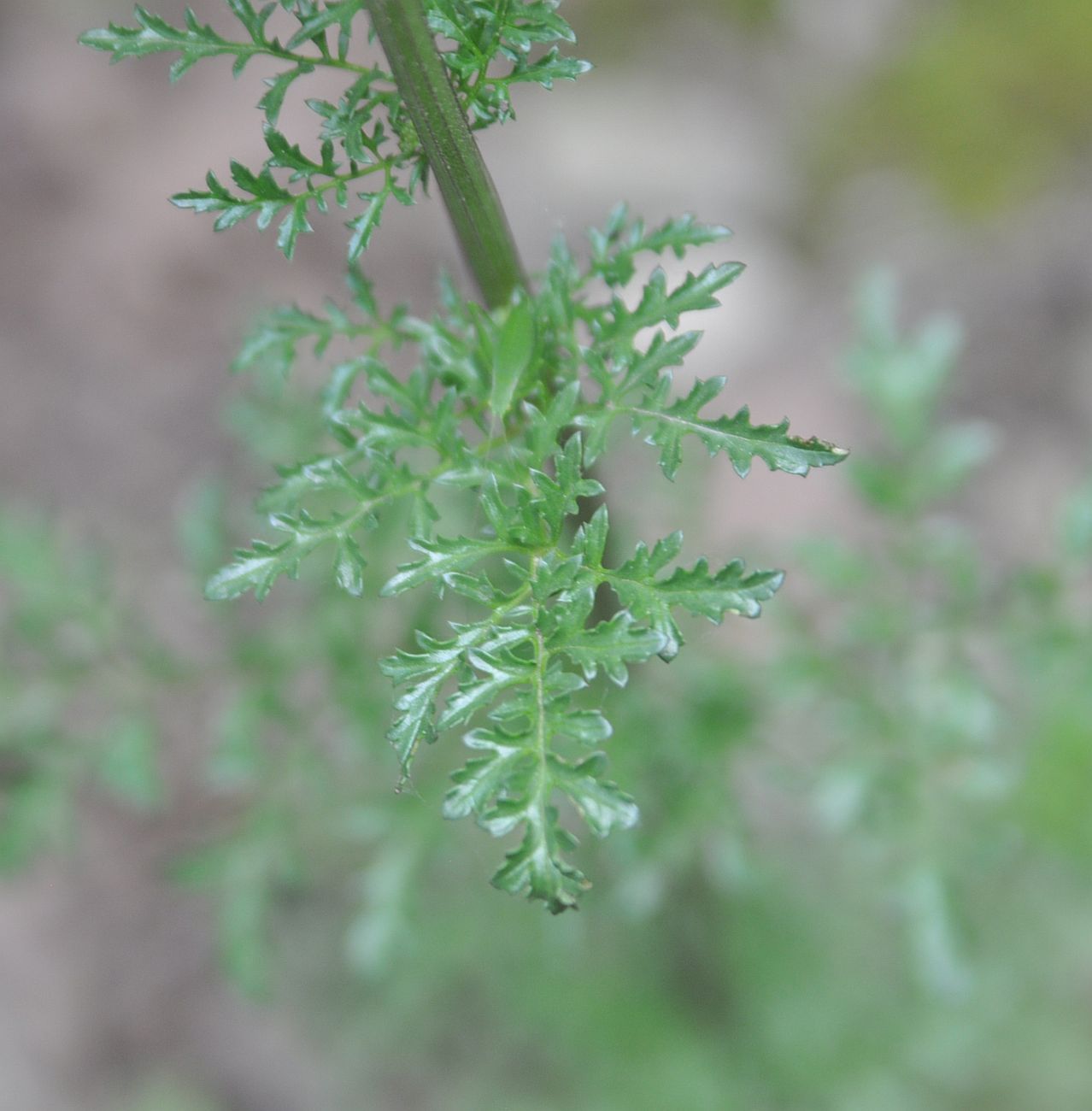 Image of Scrophularia rutifolia specimen.