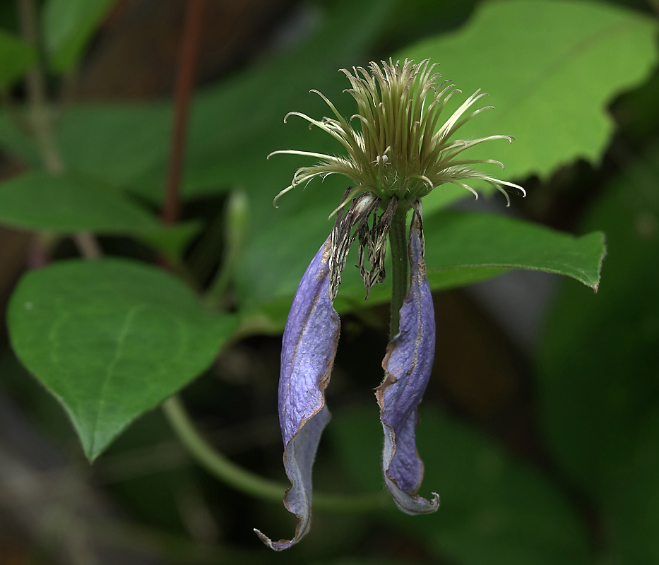 Image of Clematis &times; jackmanii specimen.