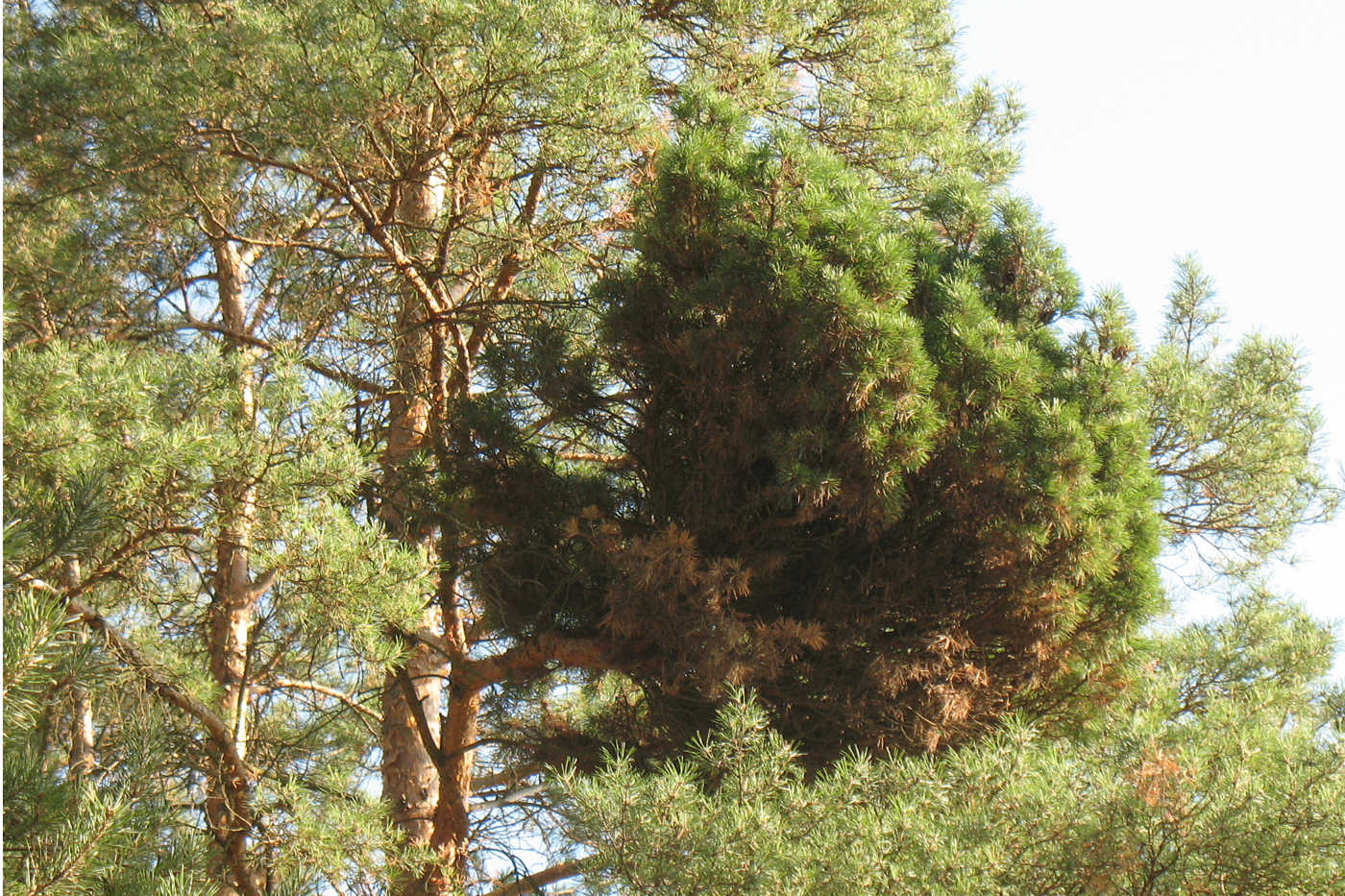 Изображение особи Pinus sylvestris.