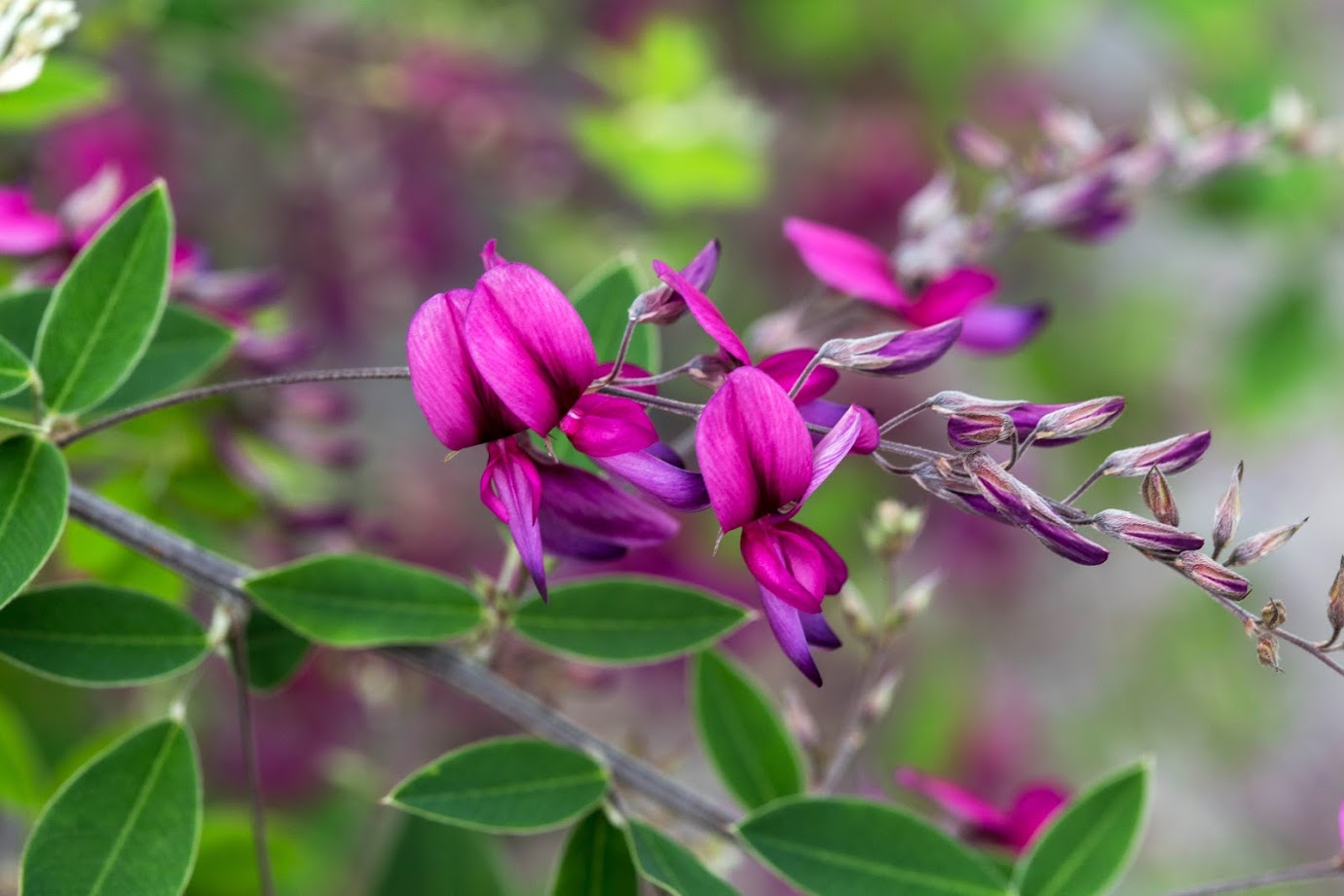 Image of Lespedeza thunbergii specimen.