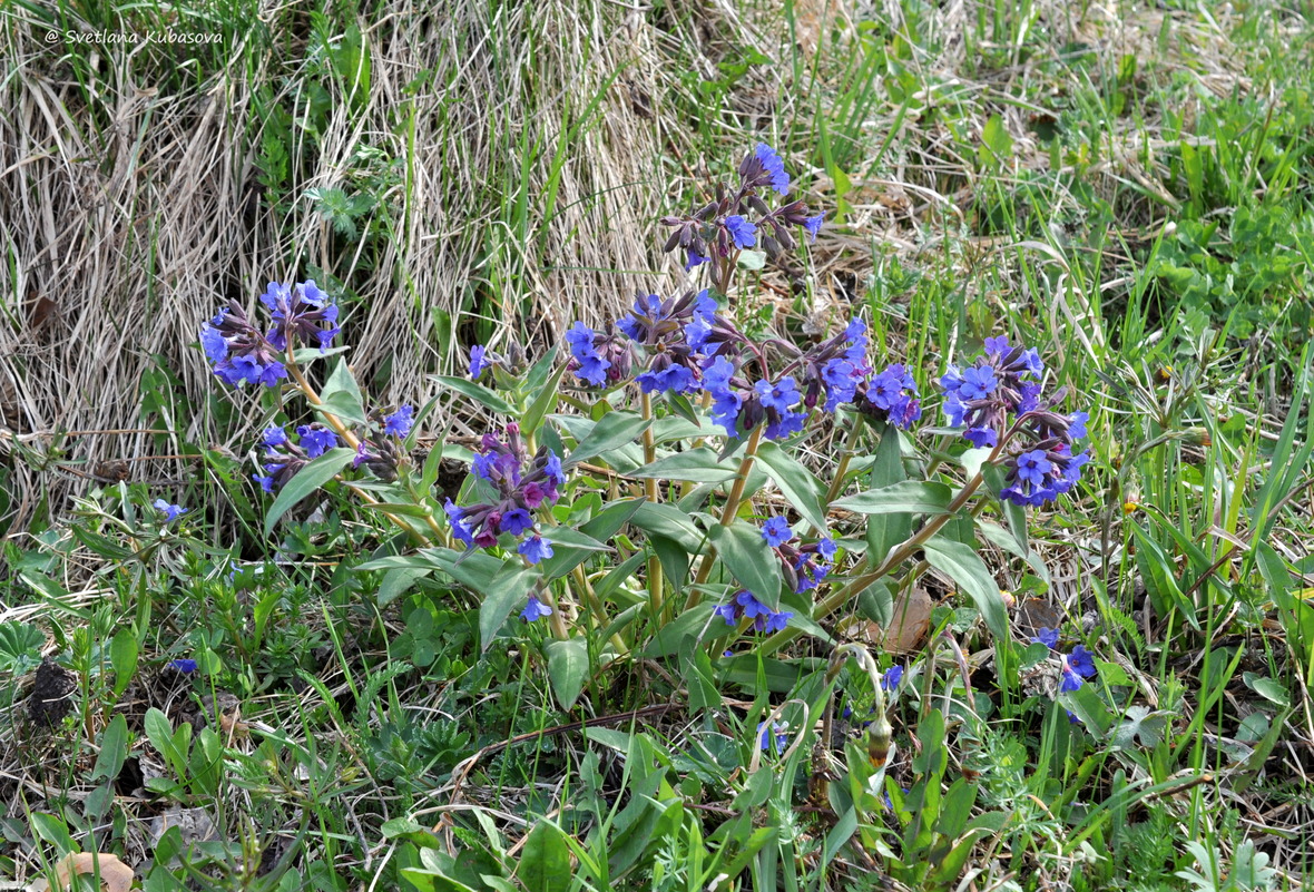 Изображение особи Pulmonaria mollis.