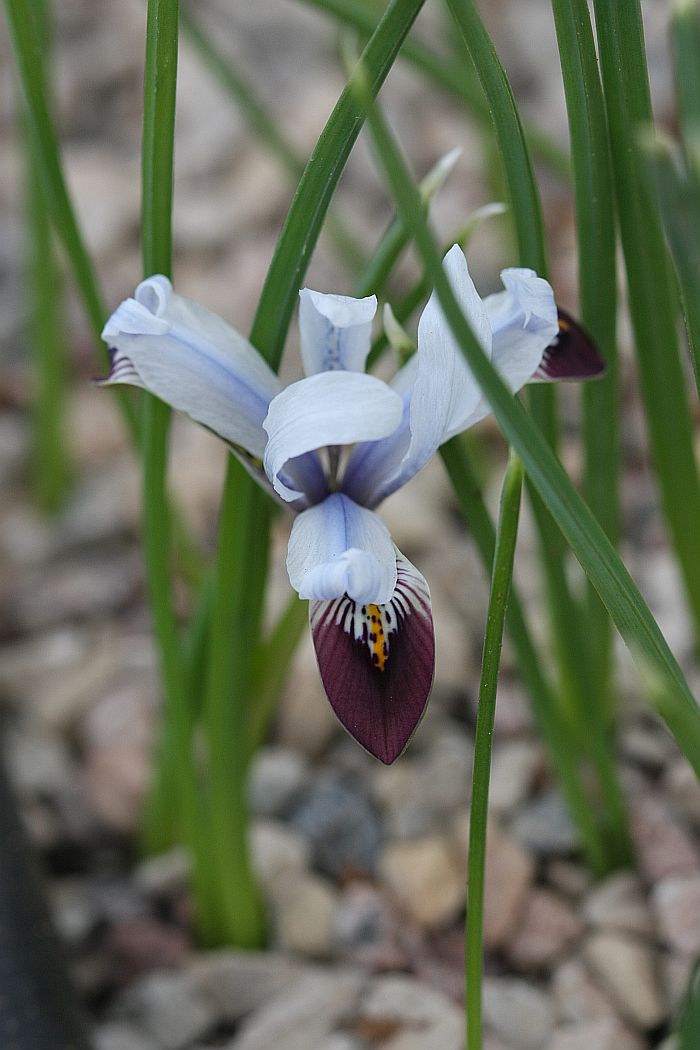 Image of Iris avromanica specimen.