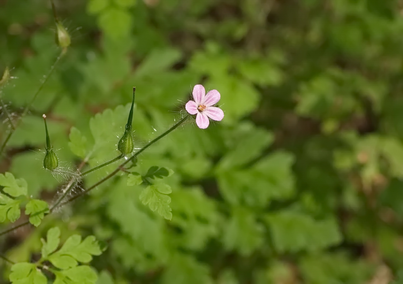 Image of Geranium robertianum specimen.