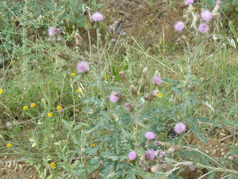 Image of Cirsium incanum specimen.