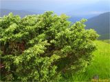 Juniperus sibirica