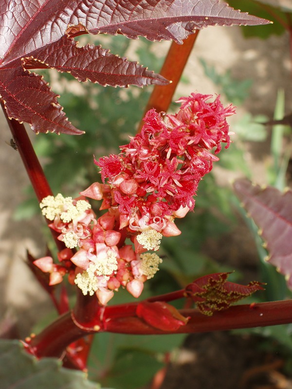 Изображение особи Ricinus communis.