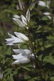 Campanula latifolia