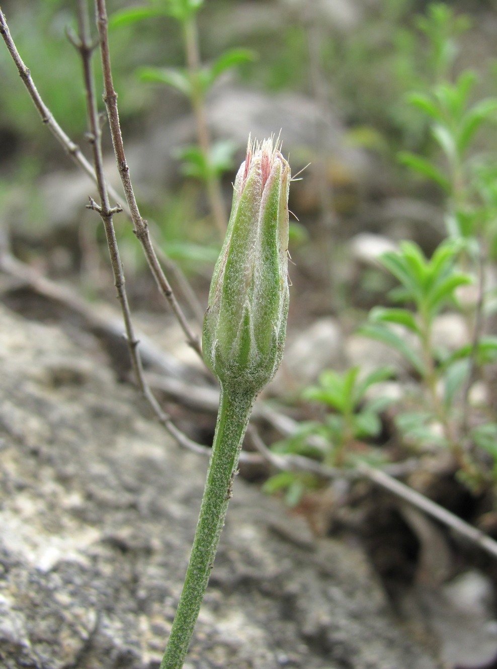 Изображение особи Scorzonera filifolia.