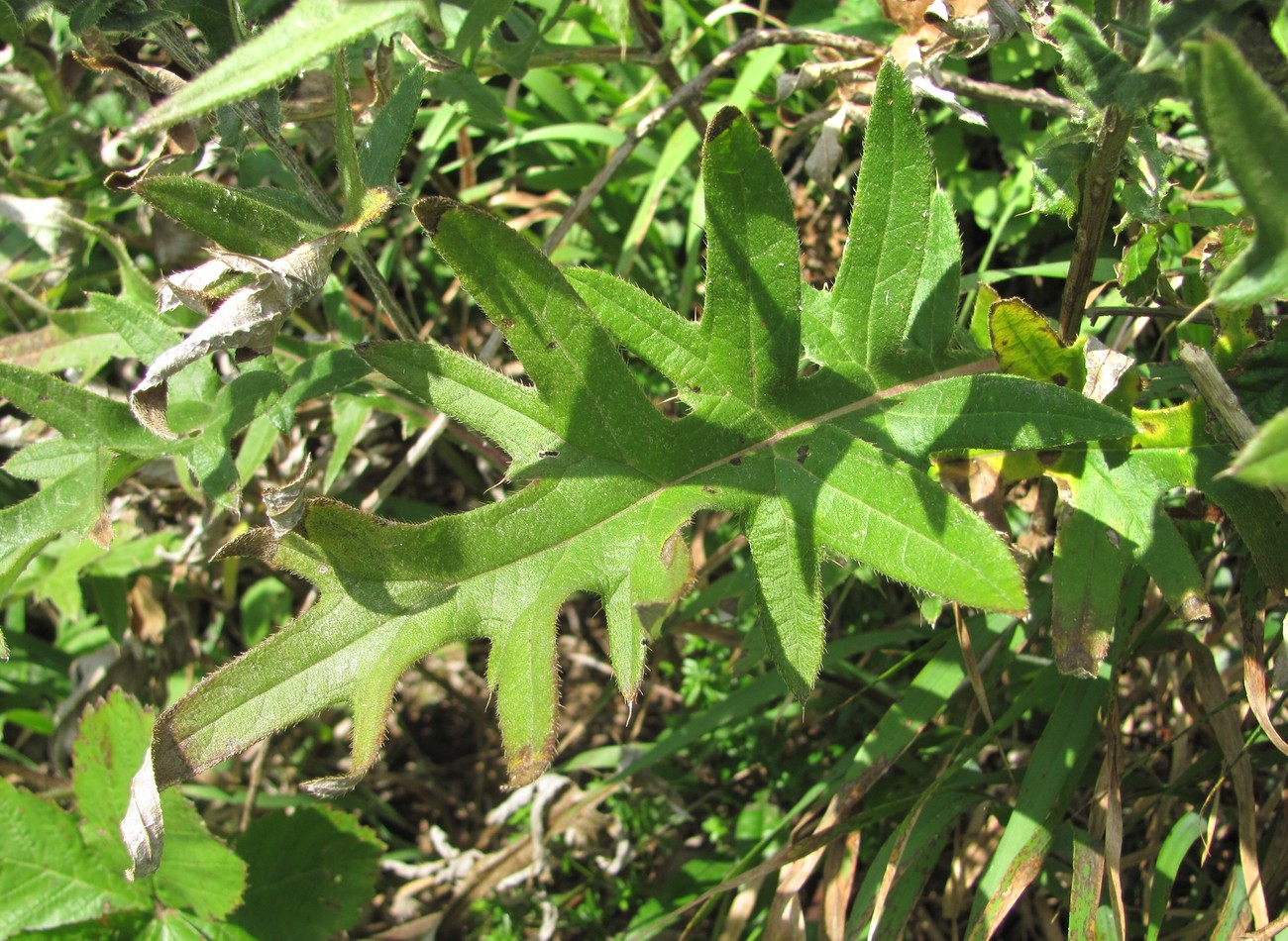 Изображение особи Cirsium euxinum.