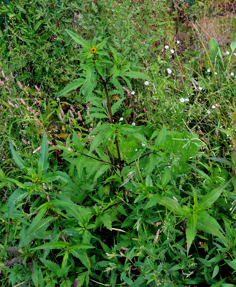 Image of Bidens tripartita specimen.