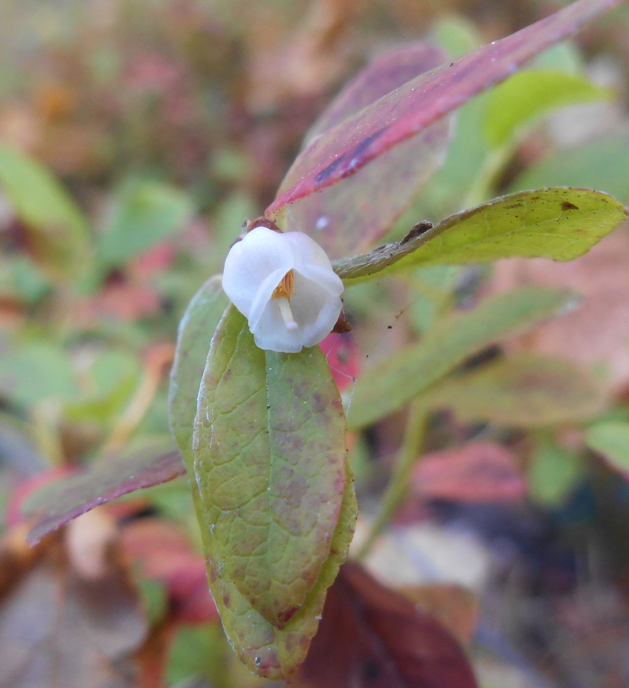 Image of Vaccinium × intermedium specimen.