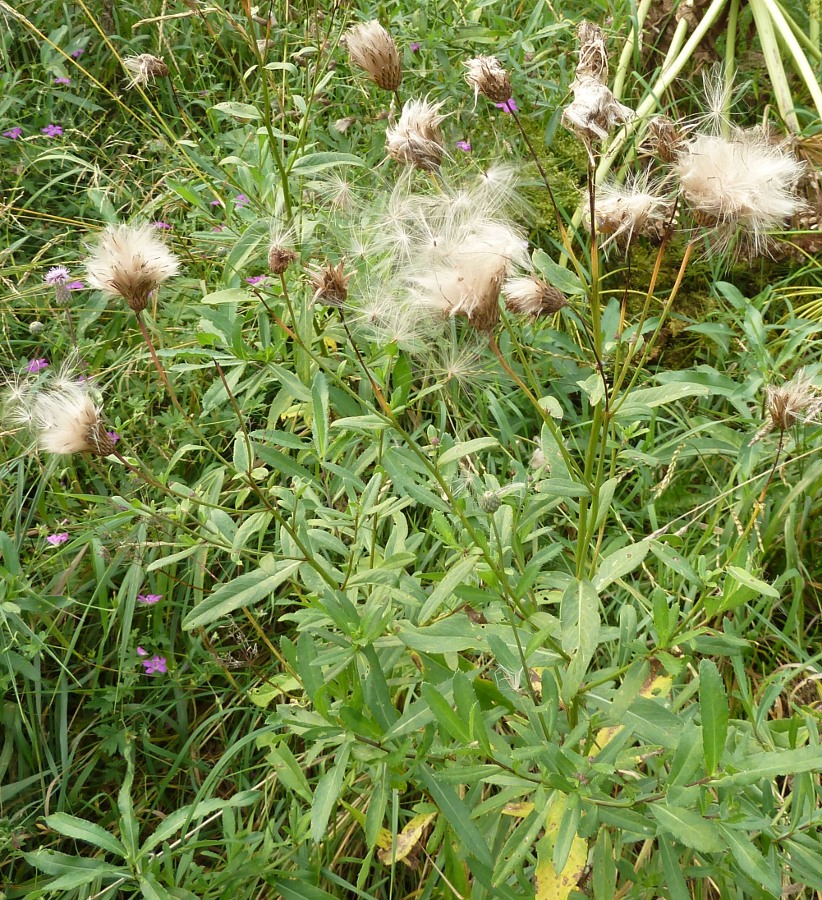 Image of Cirsium setosum specimen.