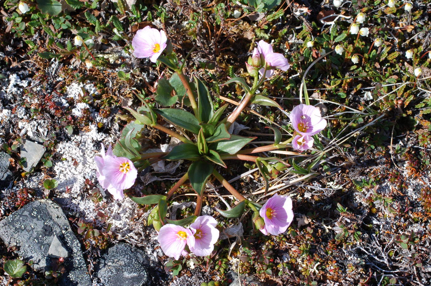 Image of Claytonia acutifolia specimen.