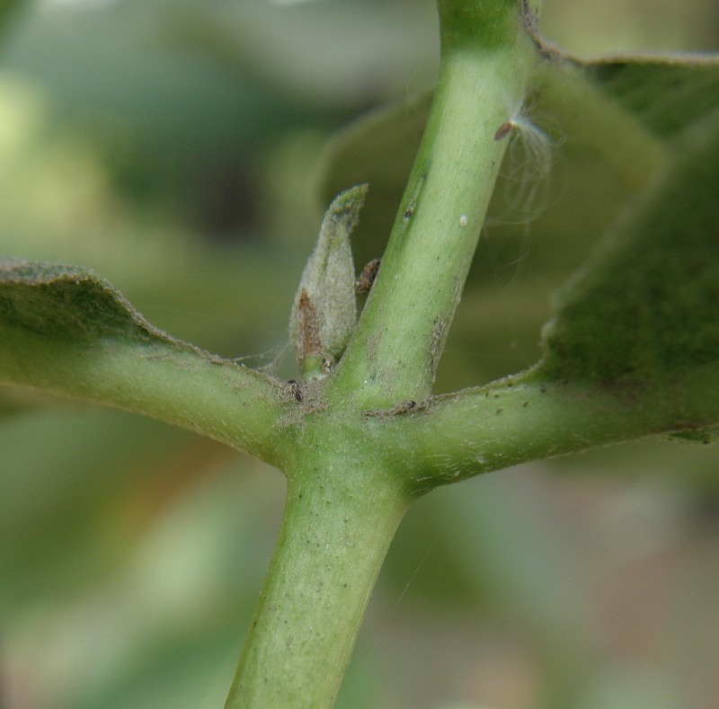 Image of Asclepias syriaca specimen.