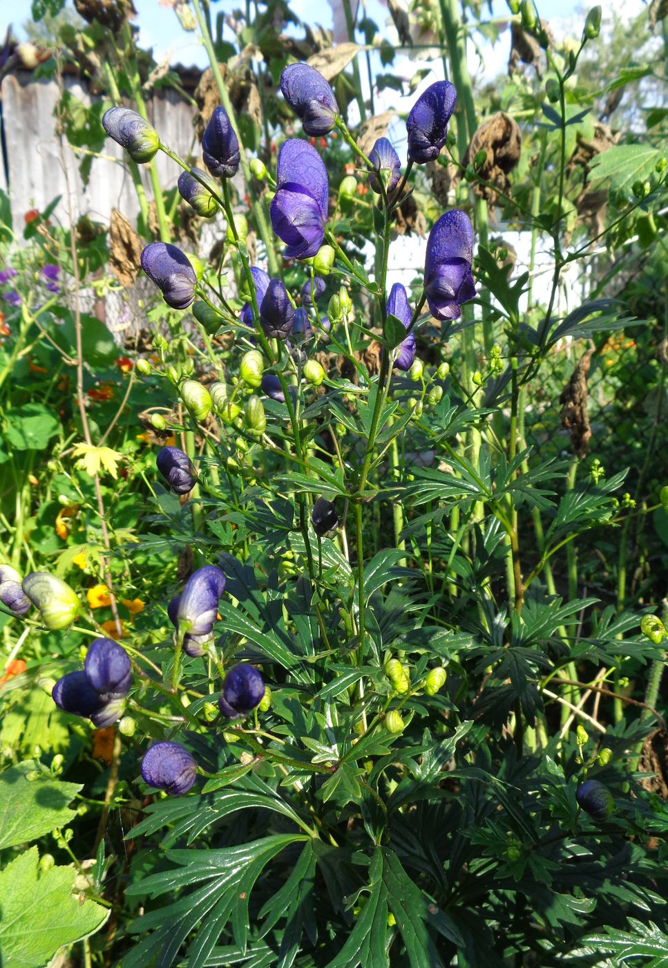 Image of Aconitum &times; stoerkianum specimen.