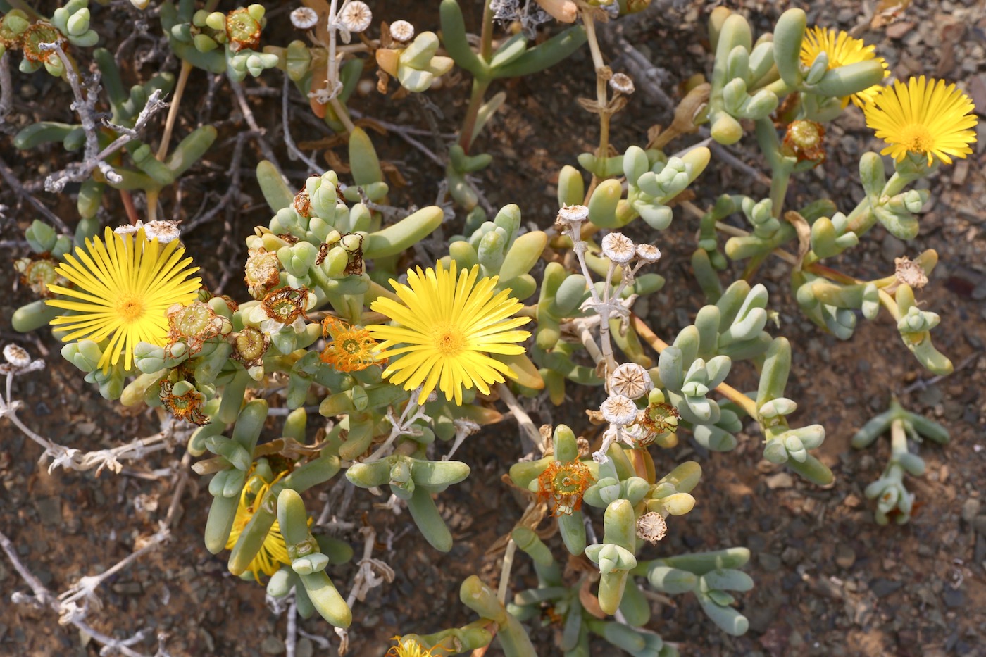 Image of Malephora luteola specimen.