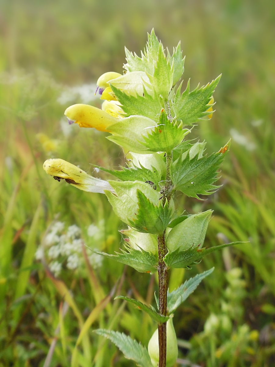 Изображение особи Rhinanthus vernalis.