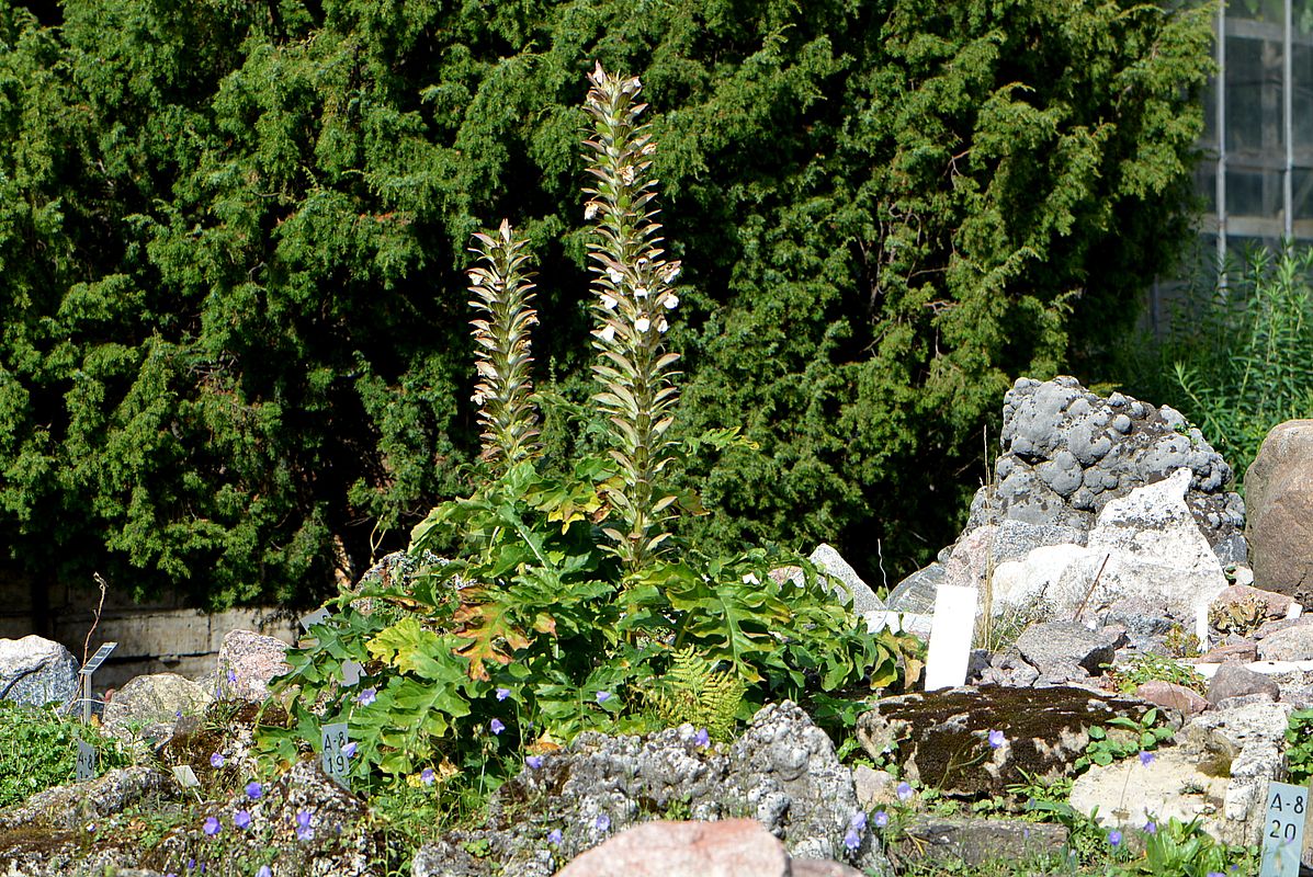 Изображение особи Acanthus mollis.