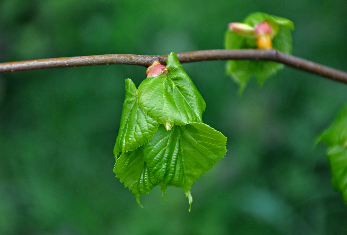 Изображение особи Tilia cordata.