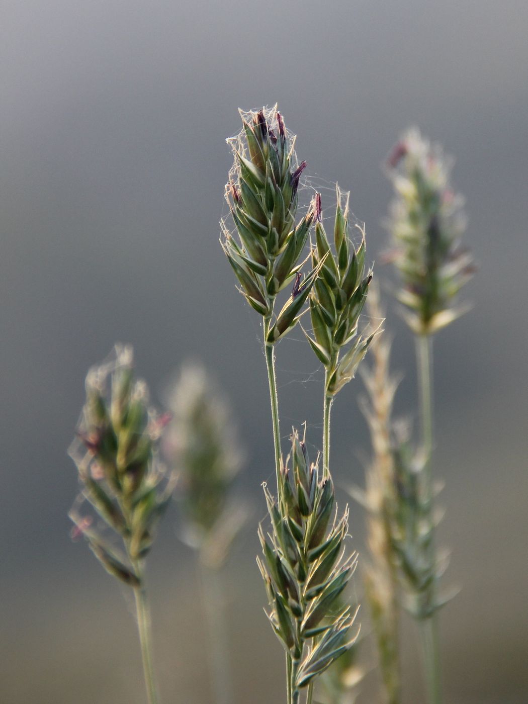 Image of Agropyron badamense specimen.