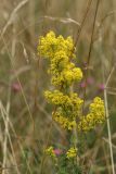 Galium verum