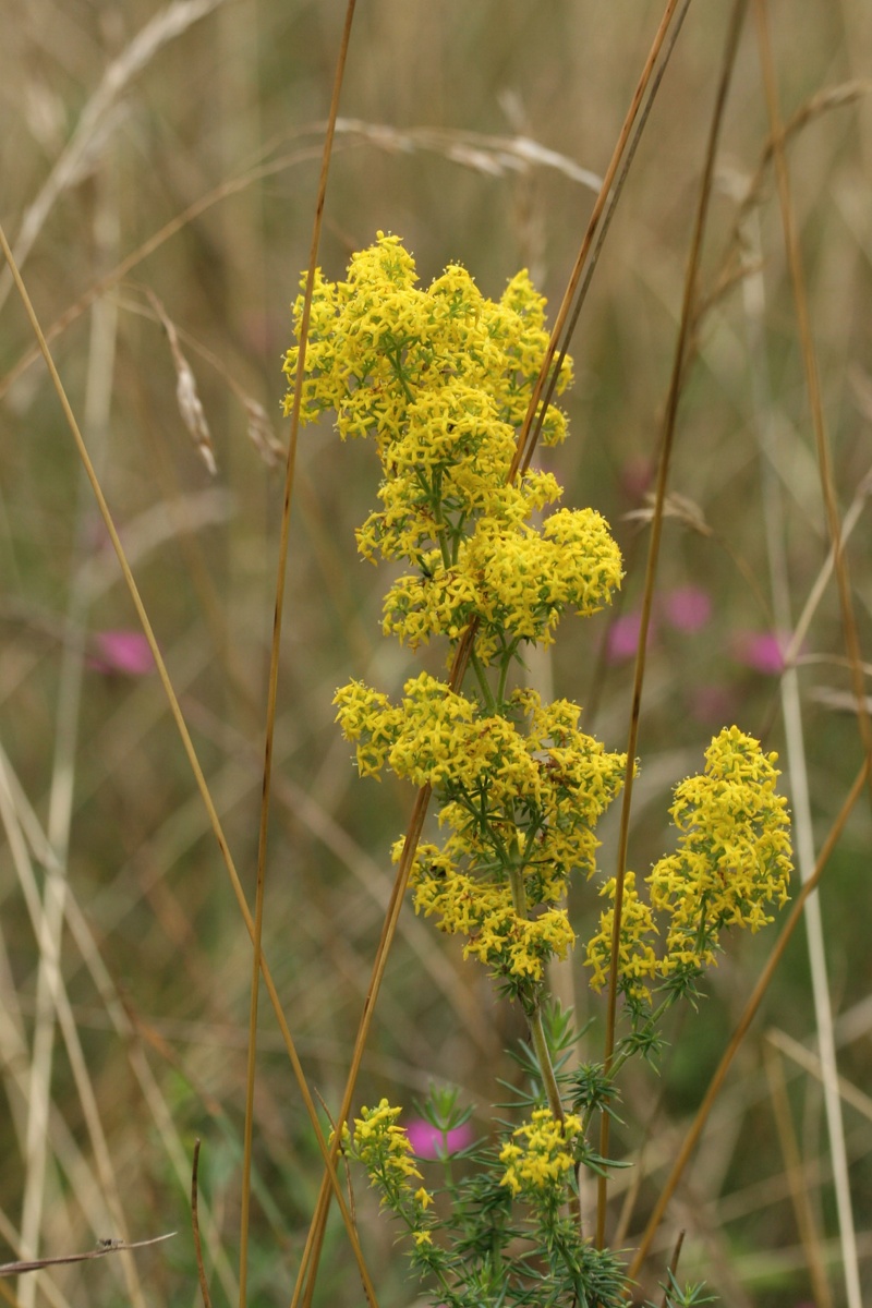 Image of Galium verum specimen.