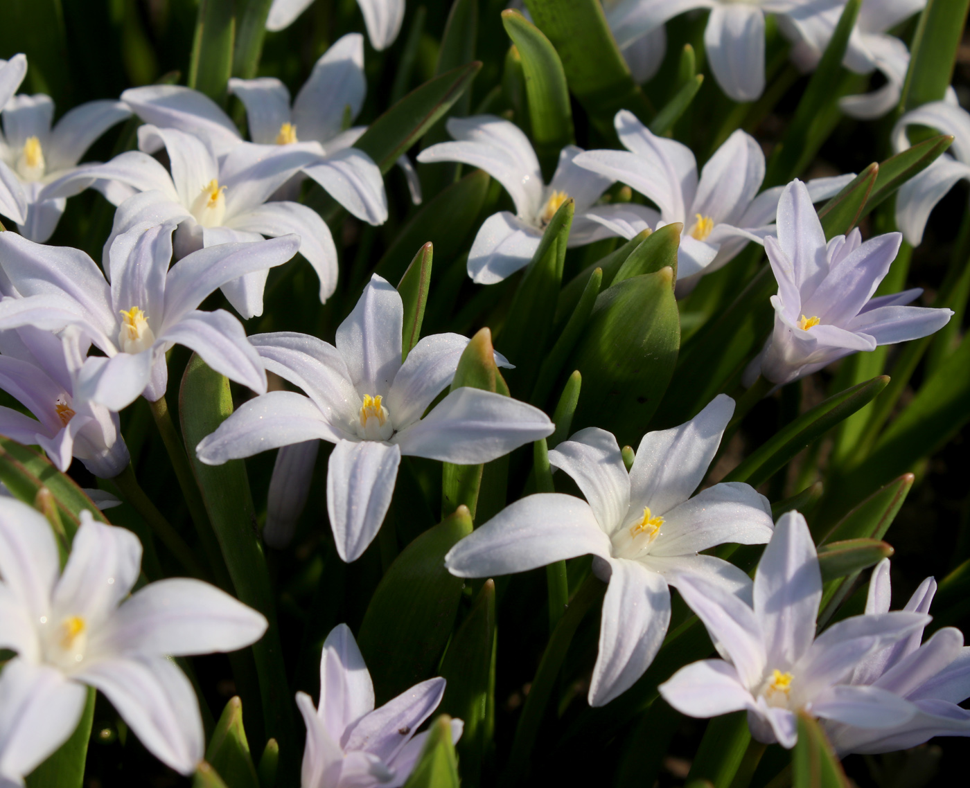 Image of Chionodoxa luciliae f. alba specimen.