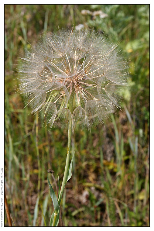 Image of Tragopogon dubius ssp. major specimen.