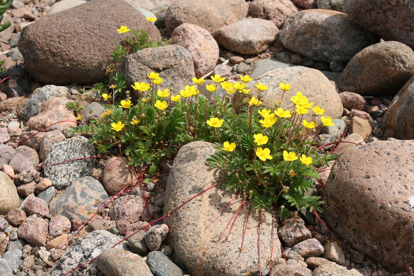 Изображение особи Potentilla anserina.