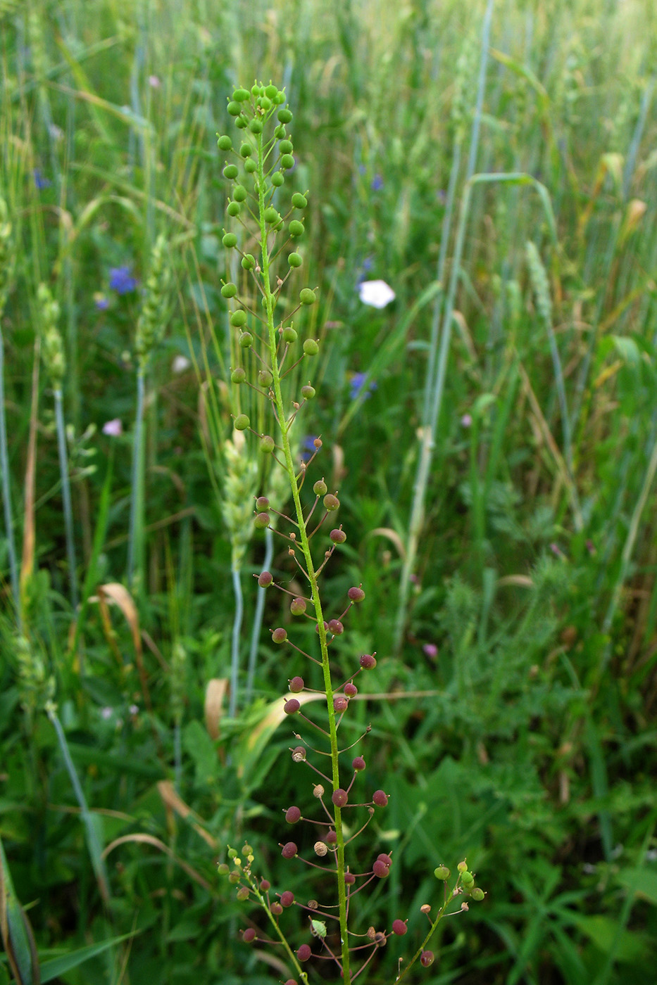 Изображение особи Neslia paniculata.