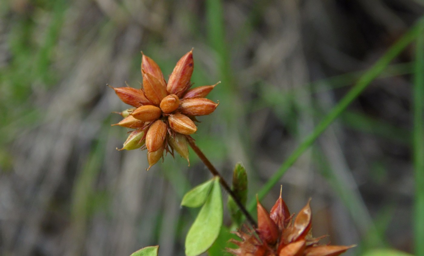 Image of Dorycnium graecum specimen.