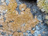 View full-size image Caloplaca decipiens