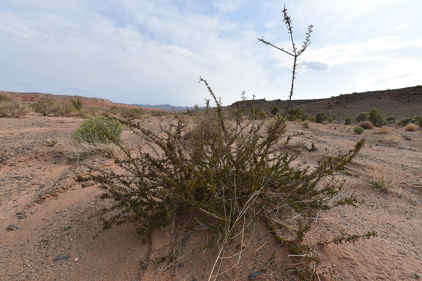 Image of Cerasus tianshanica specimen.