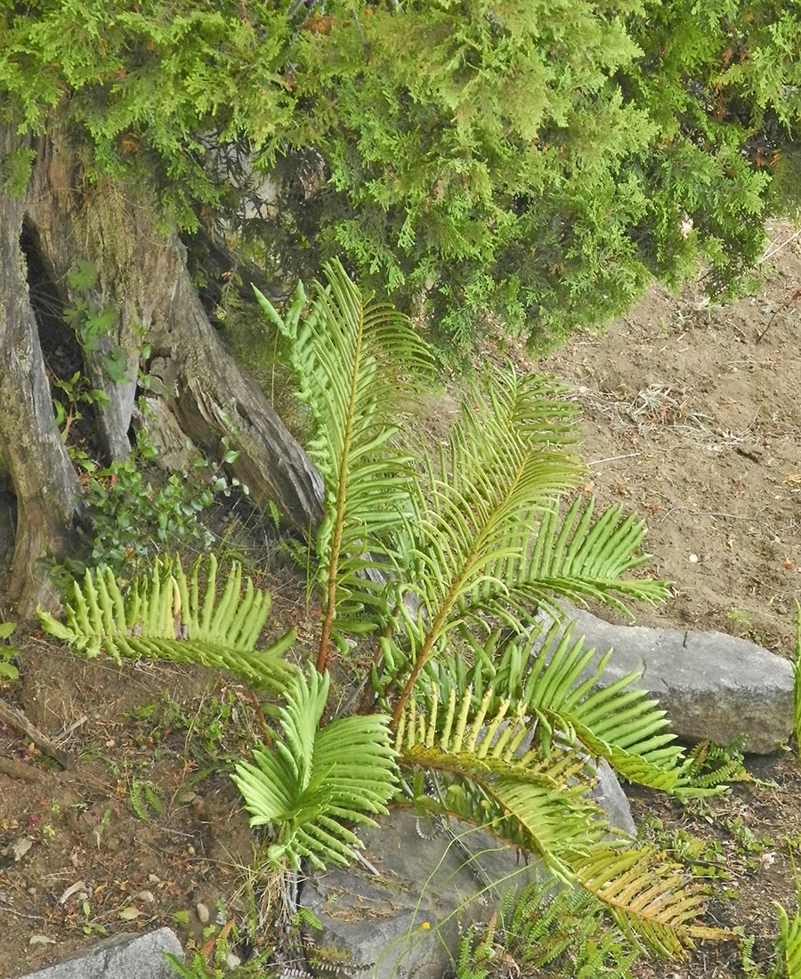 Image of Lomariocycas magellanica specimen.