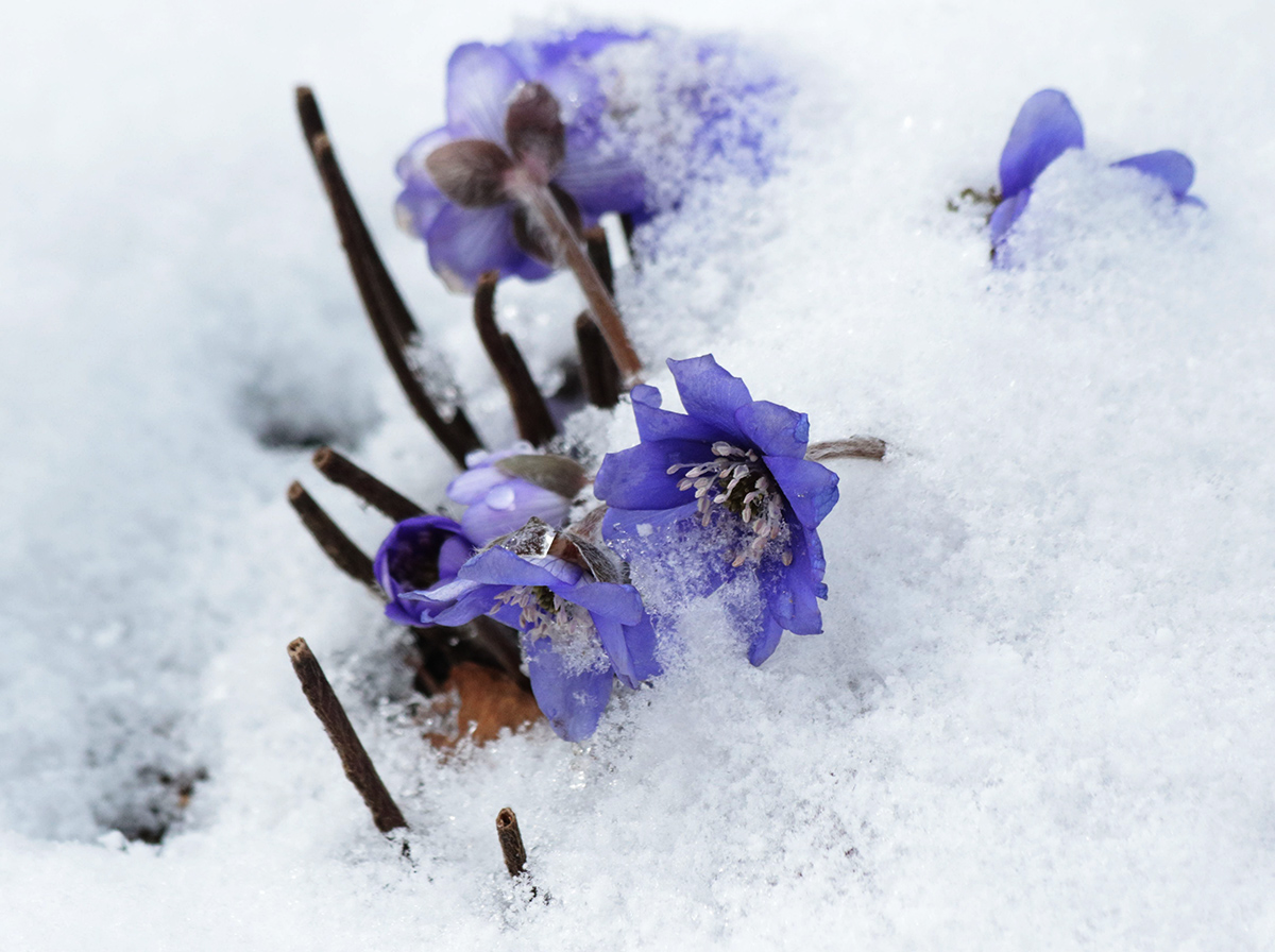 Image of Hepatica nobilis specimen.