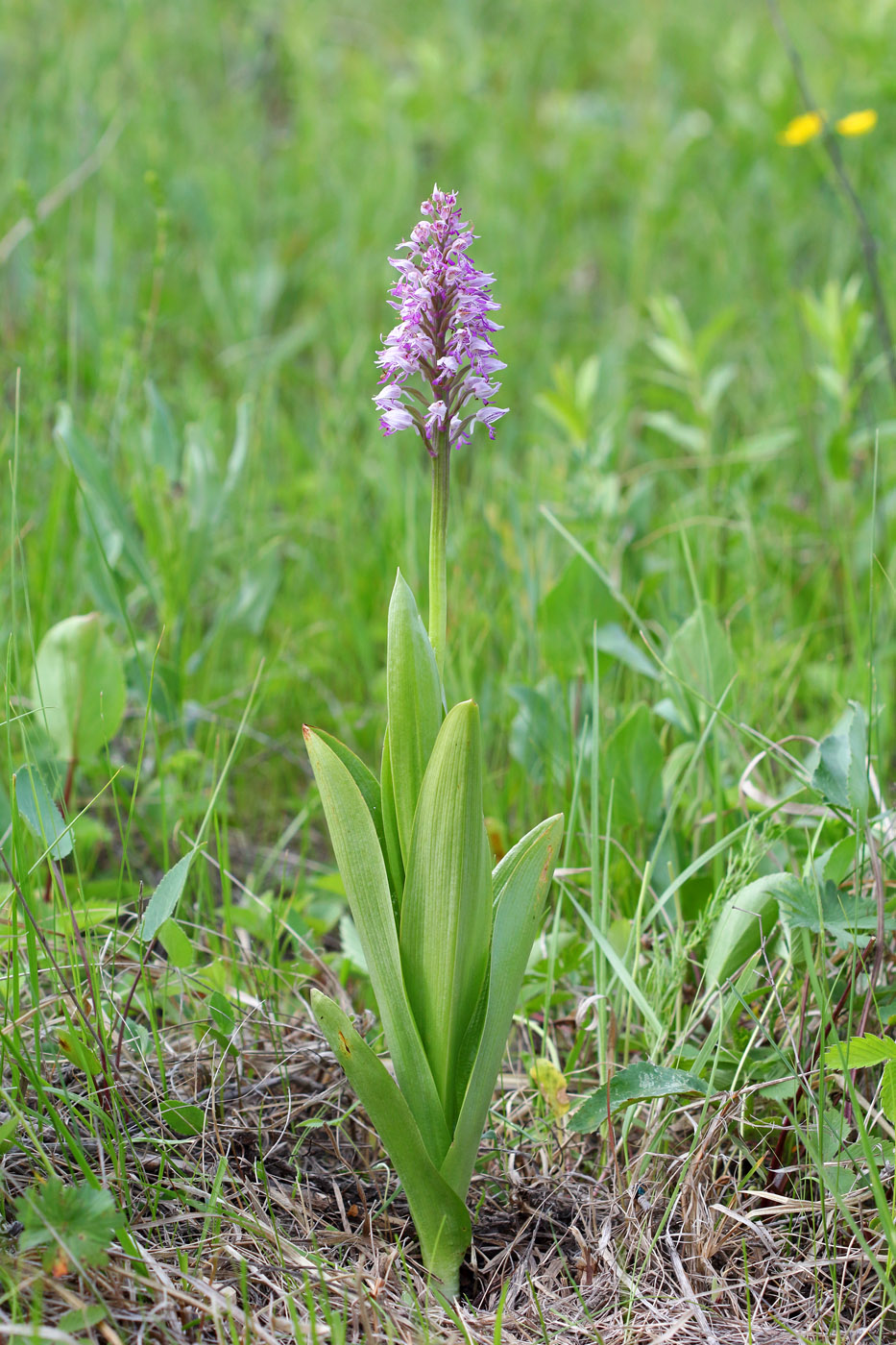 Изображение особи Orchis militaris.