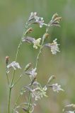 Silene saxatilis