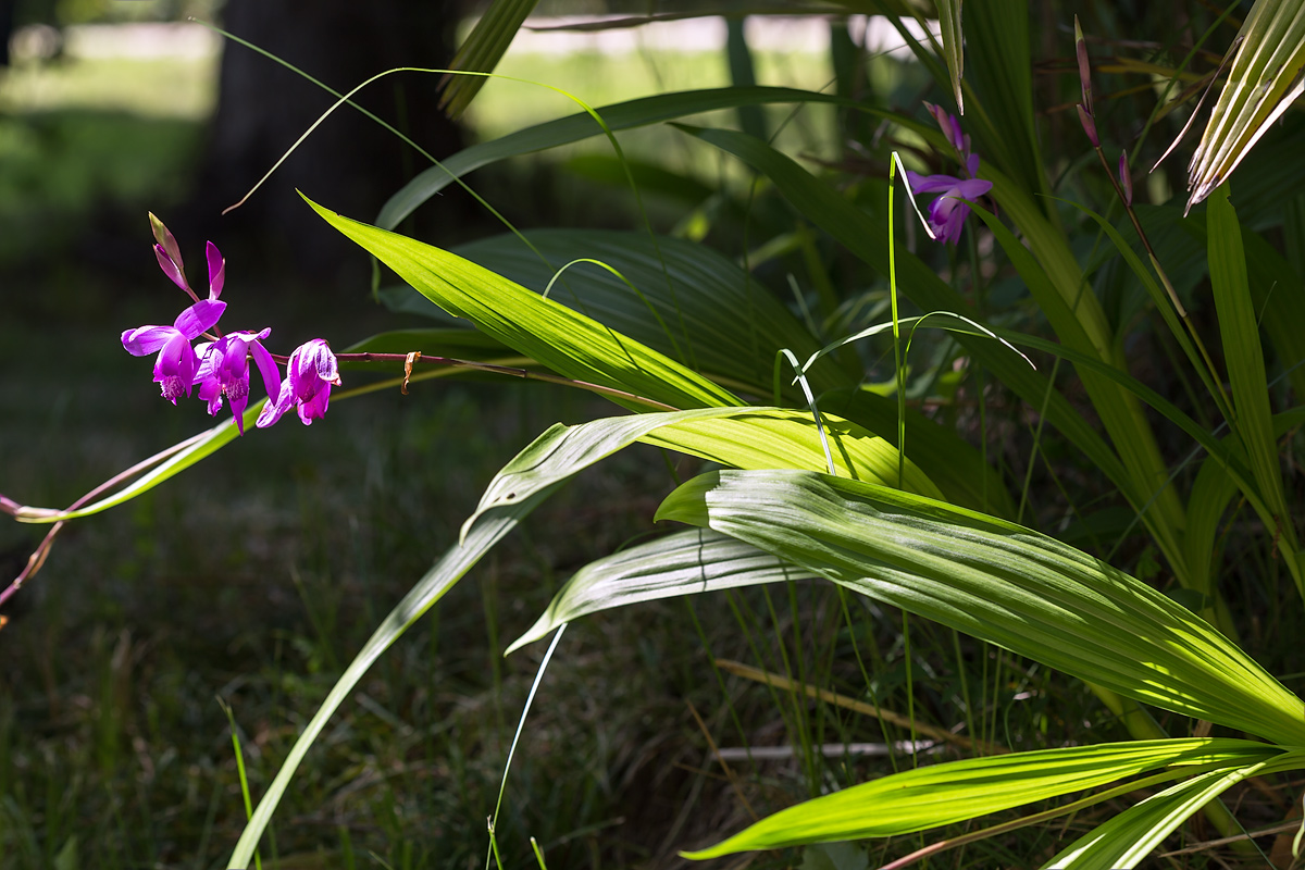 Изображение особи род Bletilla.